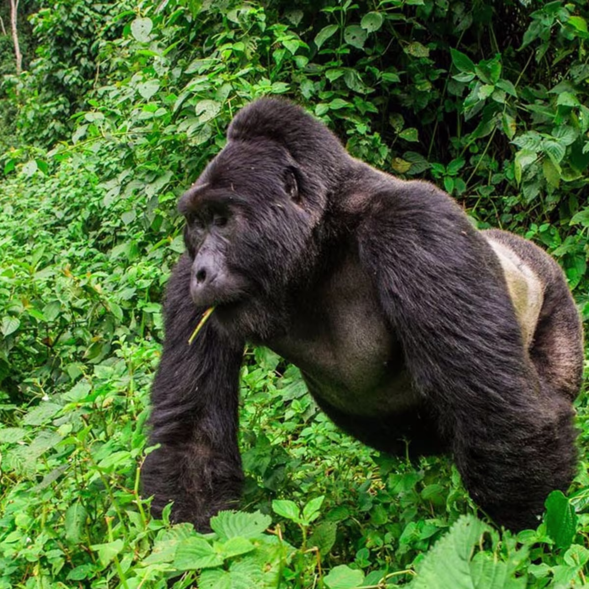 Uganda-19